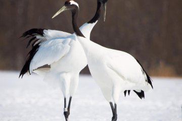 Cranes are mostly seen as a couple