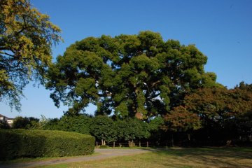 <p>ต้นไม้ใหญ่ที่สวนพฤกษศาสตร์ โกะอิชิกะวะ</p>