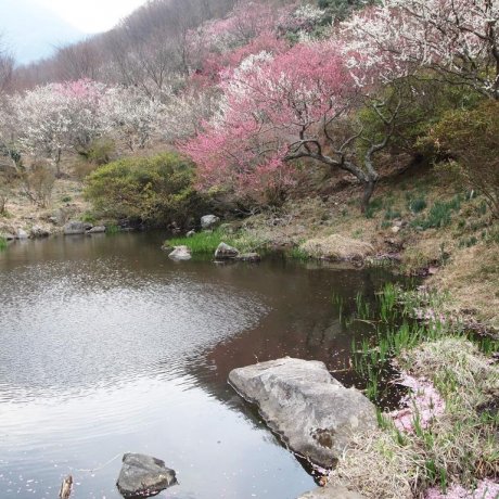 Plum Blossoms In Yugawara