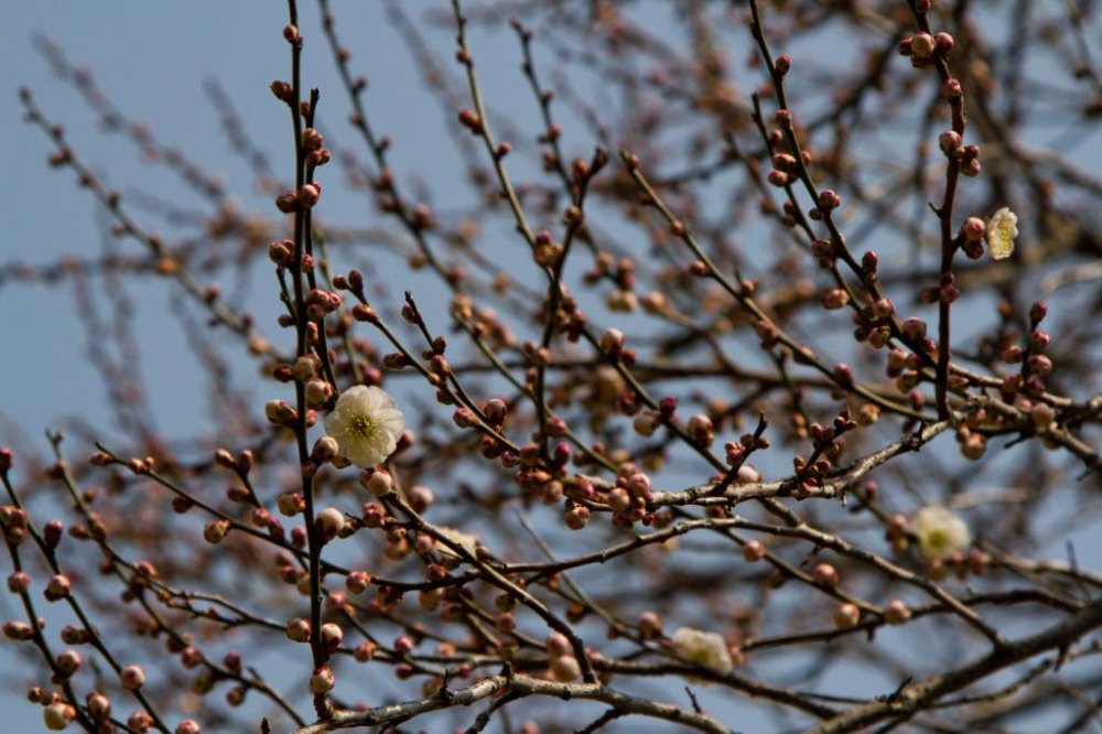 Some plum blossoms were only about to get started