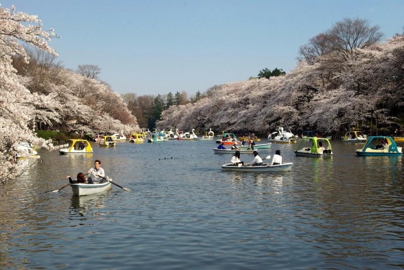 연못에서 벚꽃을 즐기기 위해 보트를 빌릴 수 있다