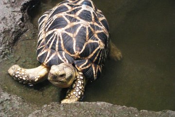 В аквариуме также живут черепахи и другие рептилии