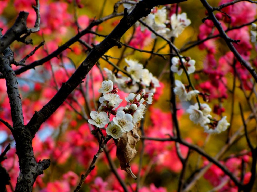 ピンクの梅に一挿しの白、そして黄金色の枝を一振り