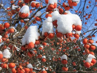 Winter: Persimmon grow in abundance around Kaneyama, and are delicious eaten both fresh and dried.