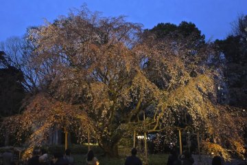 Shidare zakura (wheeping cherry tree) light up