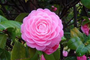 ดอกคาเมลเลีย (camellia) 