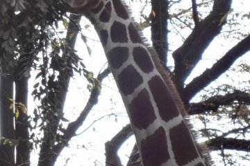 A giraffe munching on some leaves.