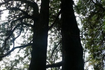 An 800 year old Taro cedar tree