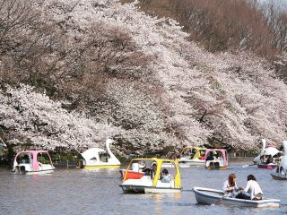 Inokashira Park - Spring
