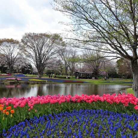 เทศกาลดอกไม้ Showa Memorial Park