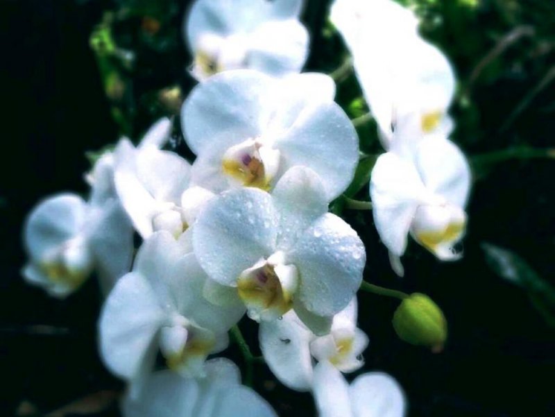 ดอกกล้วยไม้สีขาวท่ามกลางแสงอาทิตย์ยามเช้าที่สวน Bios no Oka ในโอกินะวะ