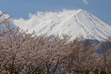<p>Розовые нежные лепестки создают сильный контраст со снегом на верхушке Фудзиямы</p>