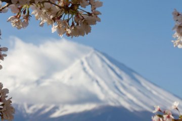 <p>Фудзи-сан в обрамлении цветов сакуры.</p>