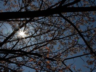 Rayons de soleil &agrave; travers les cerisiers