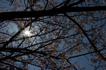 <p>Rayos de sol a trav&eacute;s de los cerezos</p>