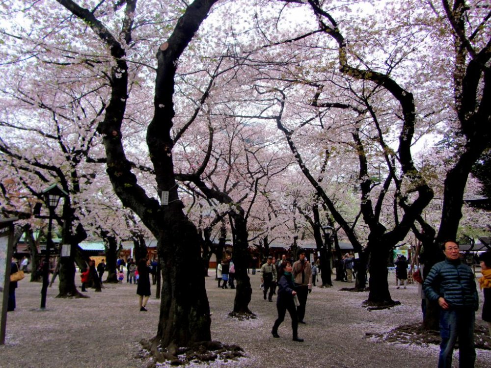 Once inside the gates, the cherry blossoms blanket the sky