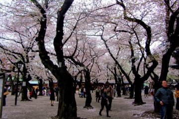 <p>Once inside the gates, the cherry blossoms blanket the sky</p>
