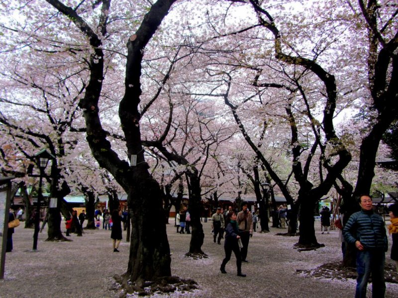 <p>Once inside the gates, the cherry blossoms blanket the sky</p>