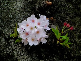A small cluster of blossoms
