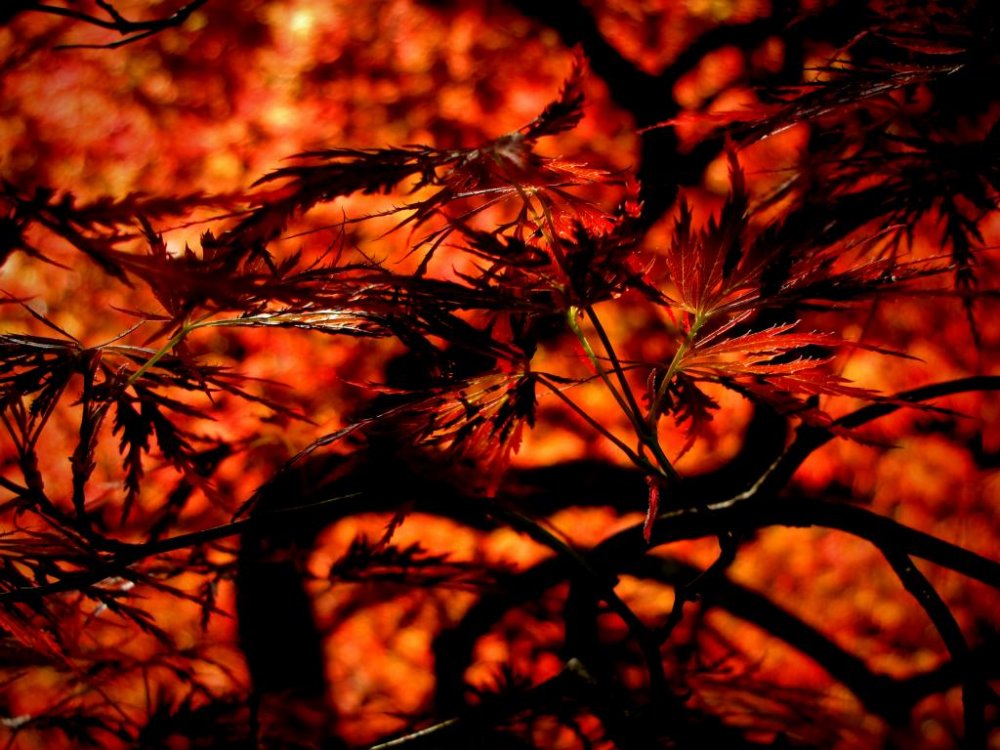 Không cần đợi đến mùa thu mới có thể thấy sắc đỏ rực lửa