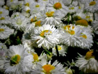 White daisies are a common sight in the mini-garden atop the island
