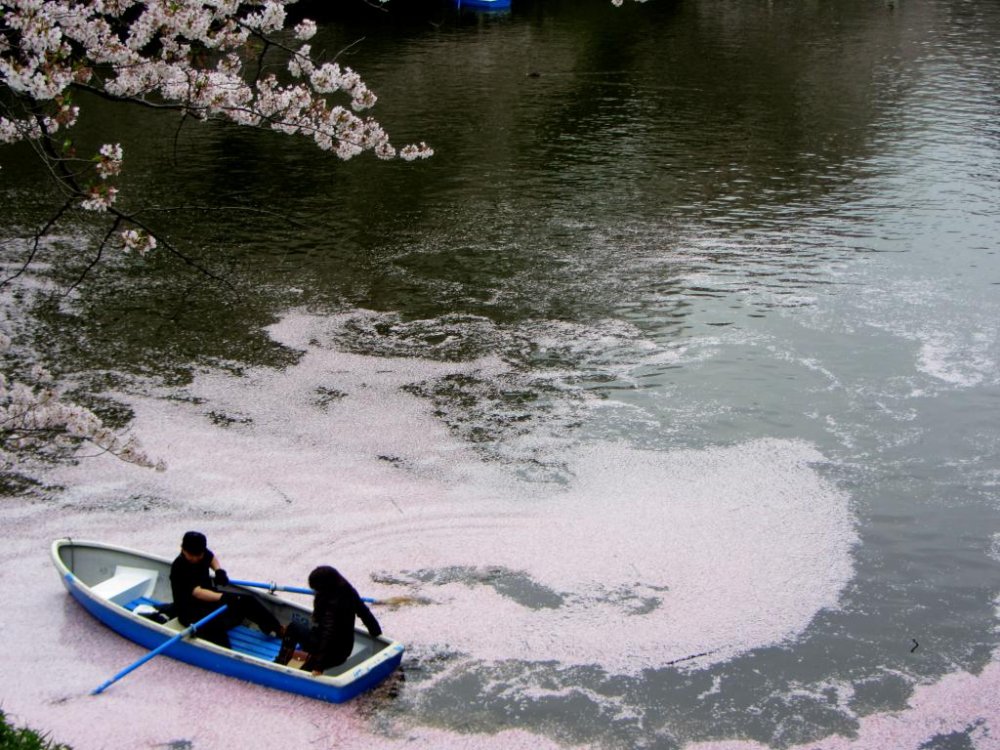 A couple literally floats on cherry blossoms
