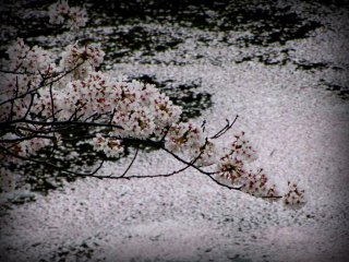 Ketika mekarnya jatuh, kelopak sakura menyelimuti permukaan air dan jalanan