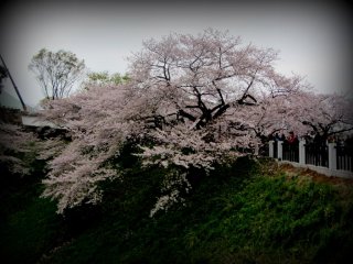 この桜の木、とても大きい