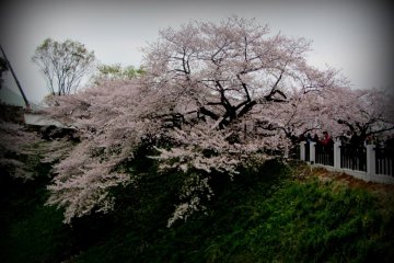 The cherry trees are very large