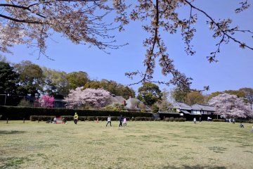 Cherry trees border the park in front of Yoshida