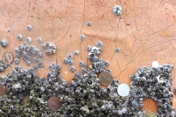 <p>Miyajima Shrine up close. People put coins in barnacles in the shrine.</p>