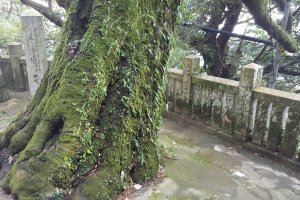 An imposing tree with moss !