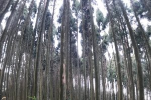 Ise Forest Trees and Shrubs
