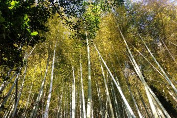 Bamboo Forests