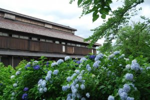 Cảnh của vườn ươm tơ tằm chính thức của Matsugaoka.