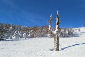 This tree reminds me of an old Western movie