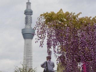 มีสกายทรี (Skytree) อยู่ใกล้ๆ ทำให้คุณรู้สึกว่ายืนอยู่ระหว่างโตเกียวเก่าและโตเกียวใหม่
