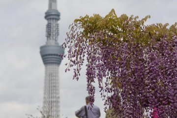 Having the Skytree quite close gives you the feeling to stand right between the traditional and modern Tokyo