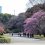 ดอกไม้ในสวนสวยใจกลางกรุงโตเกียว