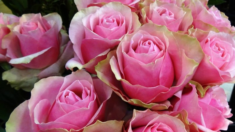 ดอกกุหลาบสีสวยช่อใหญ่ที่จะทำให้ผู้ได้รับเป็นปลื้มไปหลายวัน 