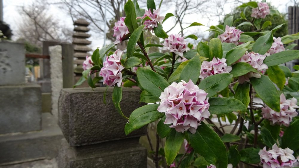 ต้นฤดูใบไม้ผลิ ดอกไม้สีชมพูหวานแต่งแต้มสีสันให้แก่สุสานโบราณ