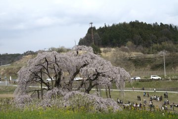 The massiveness of the tree is inversely proportional to the size of its flowers. Its five-petal blossoms, in clusters, are almost half the size of the common sakura