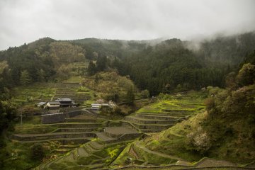 The Izumidani rice terraces surrounded by low-lying clouds