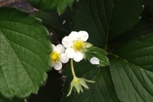 Strawberries have white blossoms and red fruit