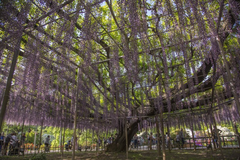 The purple wisteria tree at Ashikaga Flower Park has been "trained" to intertwine with the shelter