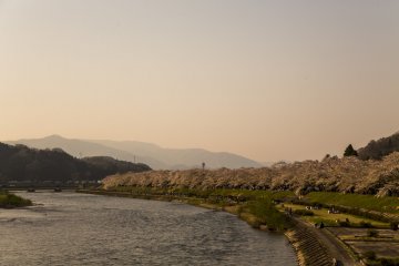 Cherry blossom trees line the bank of the Hinokinai River in Kakunodate, Akita to create a popular place for hanami