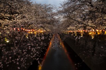 Nakameguro in Tokyo is a prime spot for sakura viewing, with cherry blossom trees blooming along the Meguro River