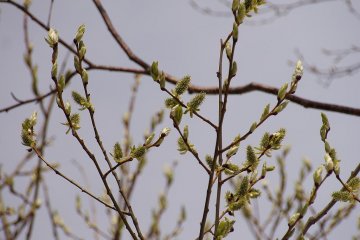 Green buds appear, a sure sign of spring!