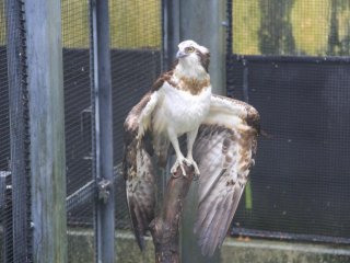 Chim ưng là một trong những loài động vật đầu tiên được nhìn thấy ở Sở thú và Bảo tàng Okinawa khi chúng ta tham quan sở thú