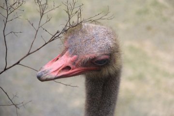 <p>There are several ostriches at the Okinawa Zoo</p>